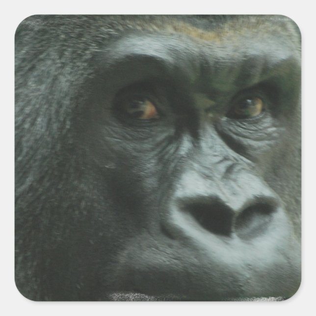 Gorilla in the Mist  Stickers (Front)