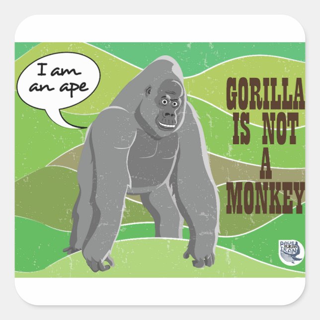 Gorilla is not a monkey square sticker (Front)