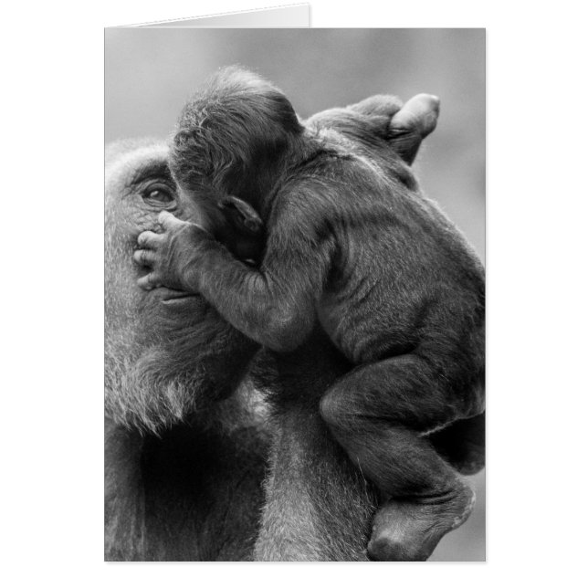 Gorilla Kiss (Devant)