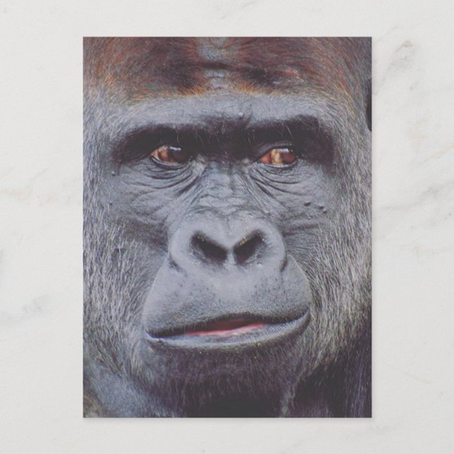gorilla look postcard (Front)