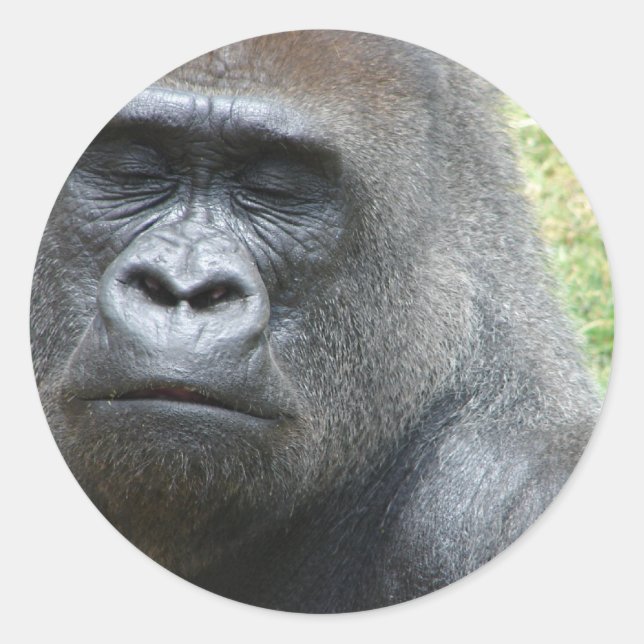 Gorilla Look Stickers (Front)