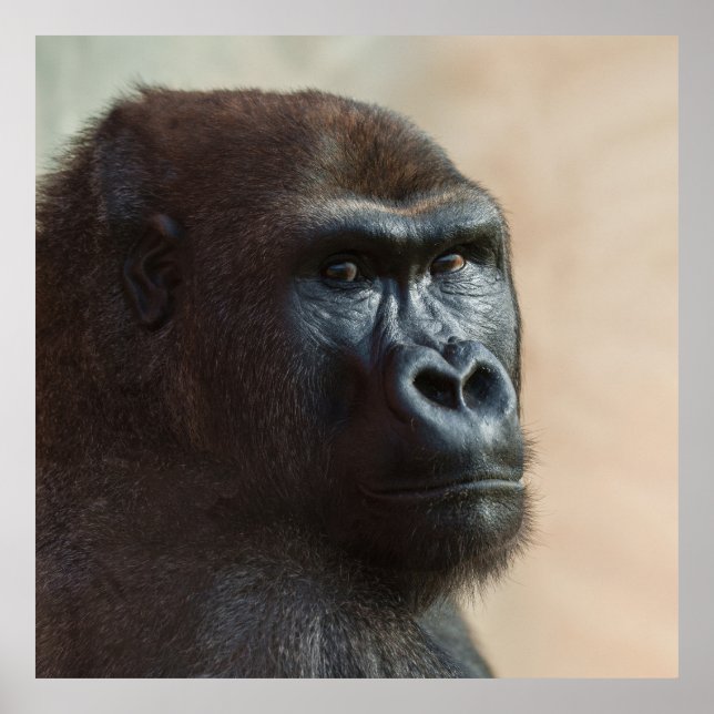 Gorilla Lope Close-up Poster (Front)