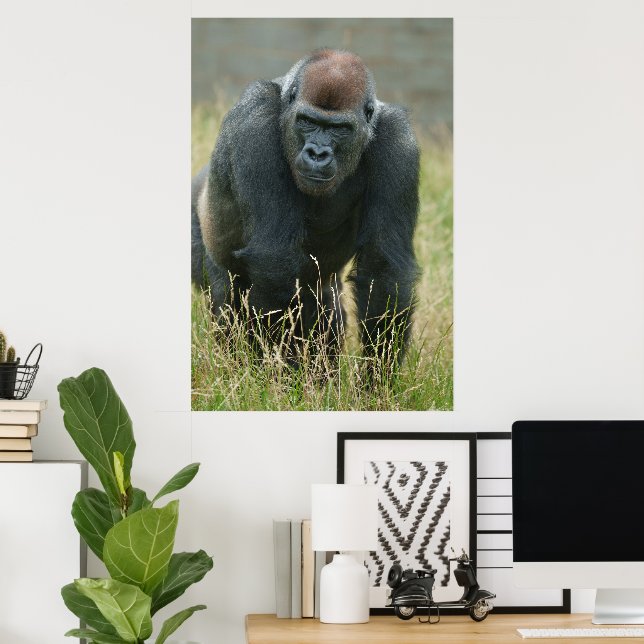Gorilla on the move through the tall grass poster (Home Office)