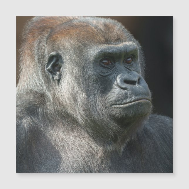 Gorilla Ozala (Front)