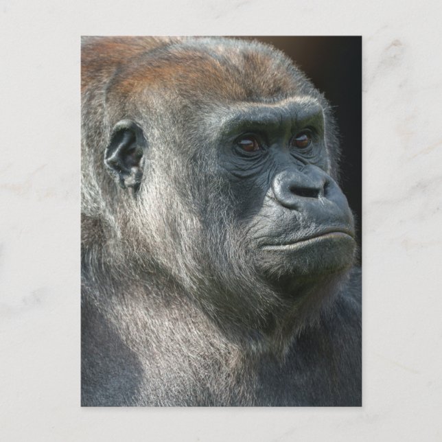 Gorilla Ozala Postcard (Front)