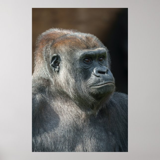 Gorilla Ozala Poster (Front)