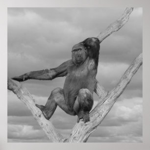 Gorilla Posing On A Tree Poster