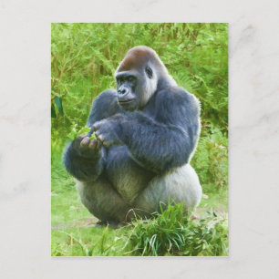 Gorilla Postcard
