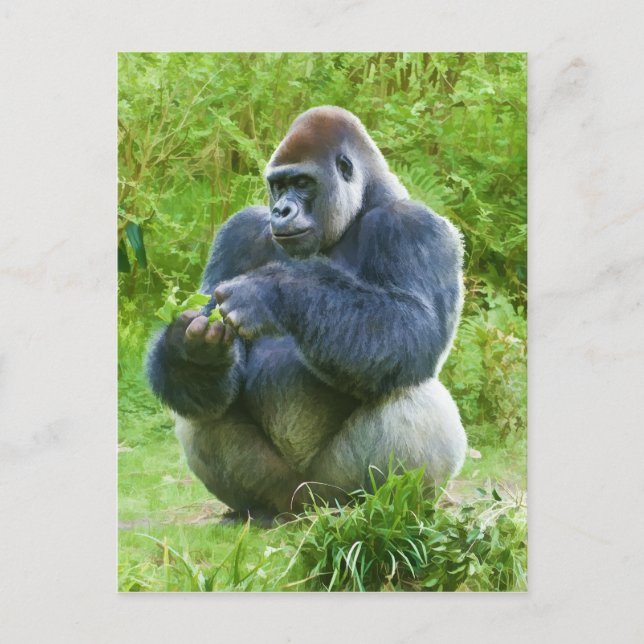 Gorilla Postcard (Front)