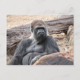 gorilla postcard