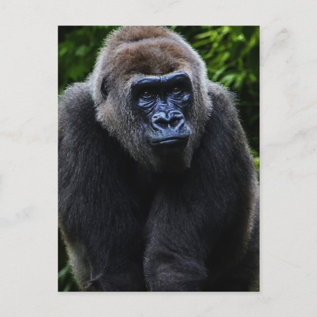 Gorilla Postcard (Front)