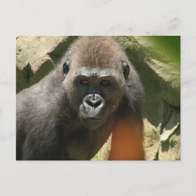 Gorilla Postcard (Front)