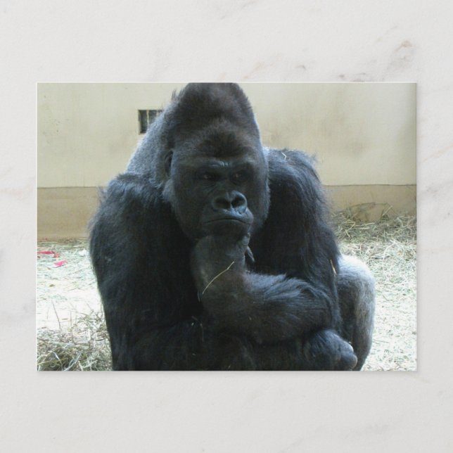 Gorilla Postcard (Front)