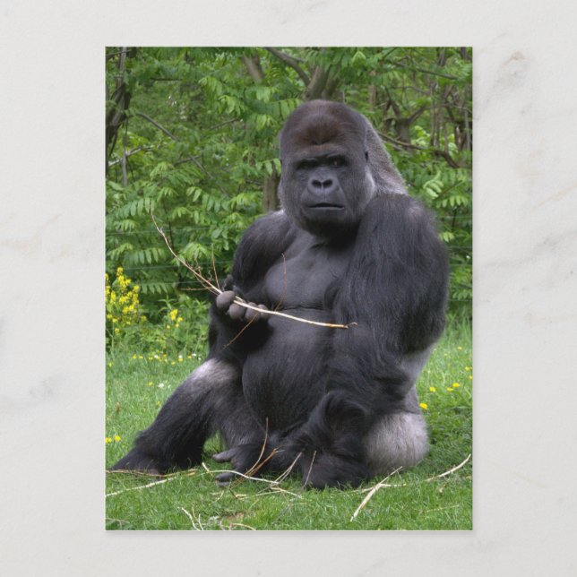 Gorilla Postcard (Front)