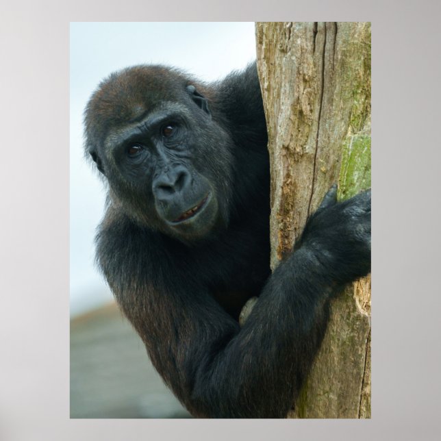Gorilla Poster (Front)