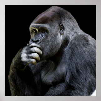 gorilla poster