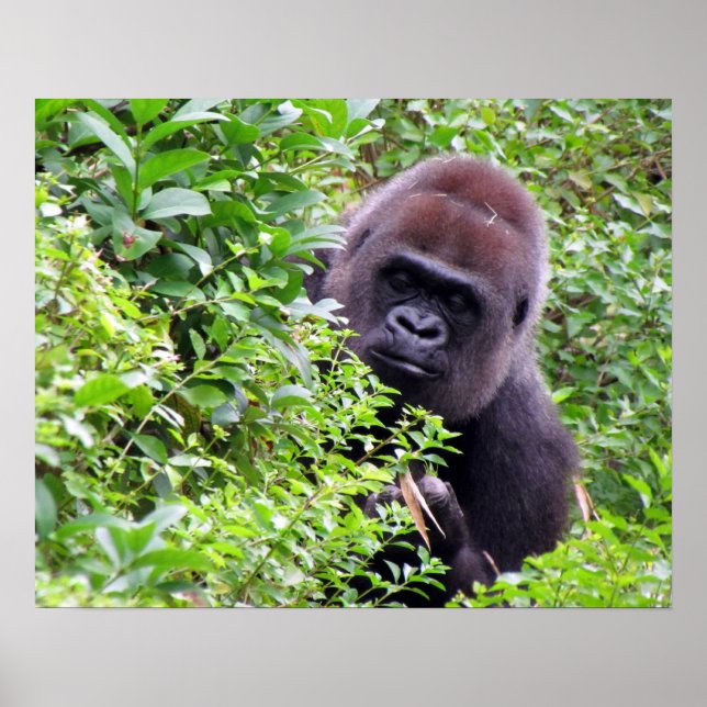Gorilla Poster (Front)