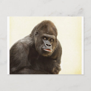 Gorilla Pout Postcard