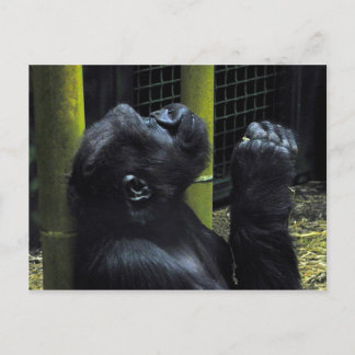 Gorilla prayer postcard
