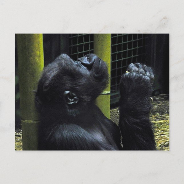 Gorilla prayer postcard (Front)