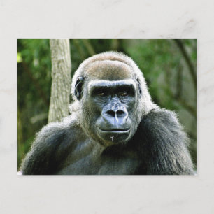 Gorilla Profile Postcard