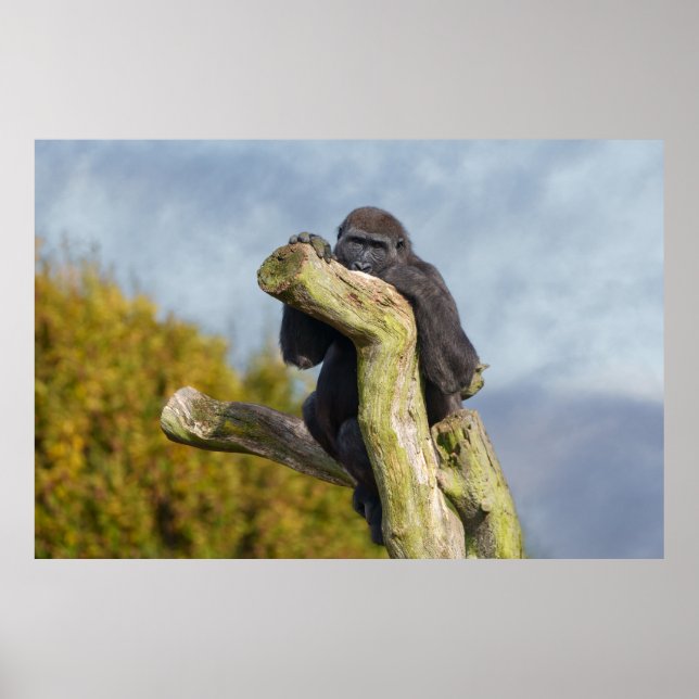 Gorilla Resting On A Tree Poster (Front)