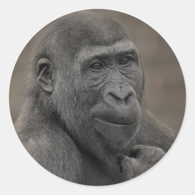 Gorilla Shufai Classic Round Sticker (Front)