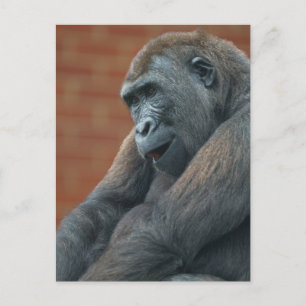 Gorilla Shufai  Postcard