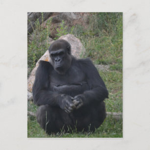 Gorilla sitting postcard