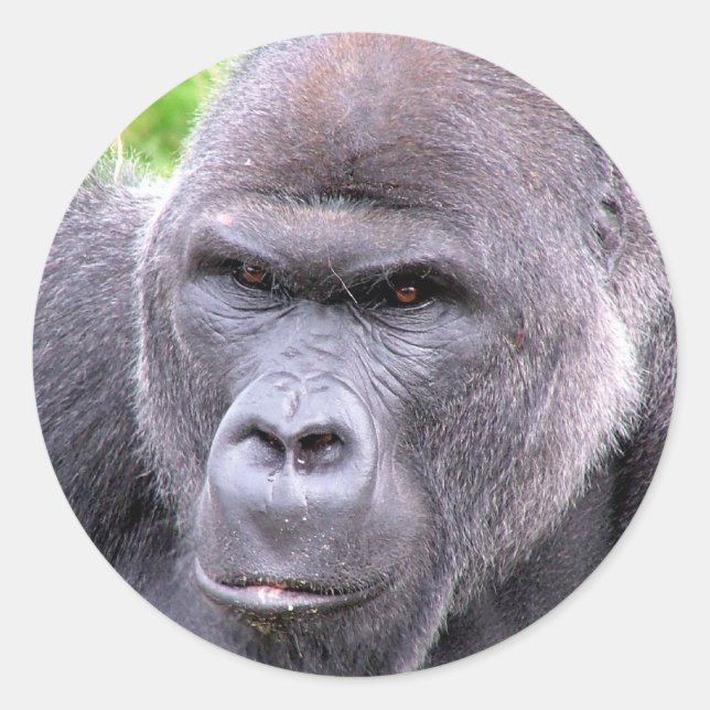 Gorilla Sticker (Front)