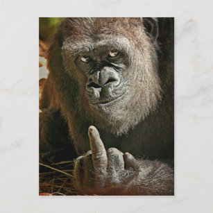 Gorilla Tall Man Postcard