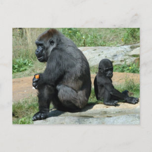 Gorilla Time Out Postcard