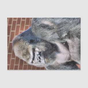 GORILLA TISSUE PAPER