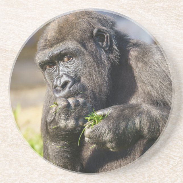 Gorilla Youngster Square Paper Coaster (Front)