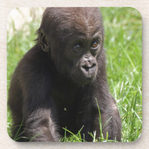 gorillababy coaster