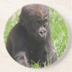 Gorillababy Coaster