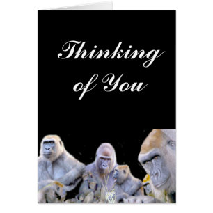 Gorillas & Chimpanzees_