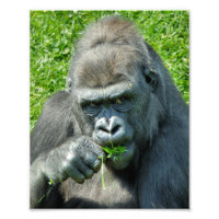 GORILLAS