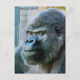 GORILLAS POSTCARD