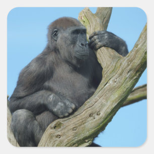 Gorilla's Tranquil Tree Perch Square Sticker