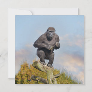 Gorilla's Tree-Balancing Act