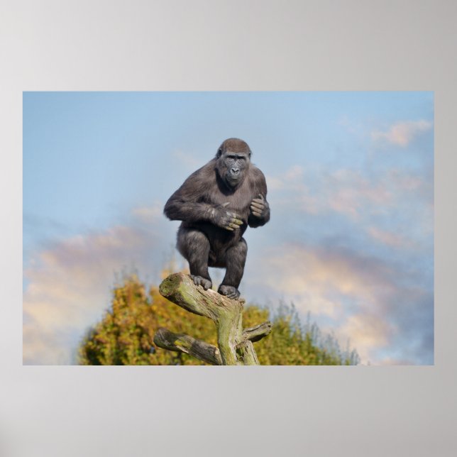 Gorilla's Tree-Balancing Act Poster (Front)