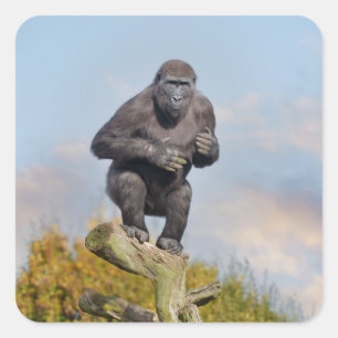 Gorilla's Tree-Balancing Act Square Sticker