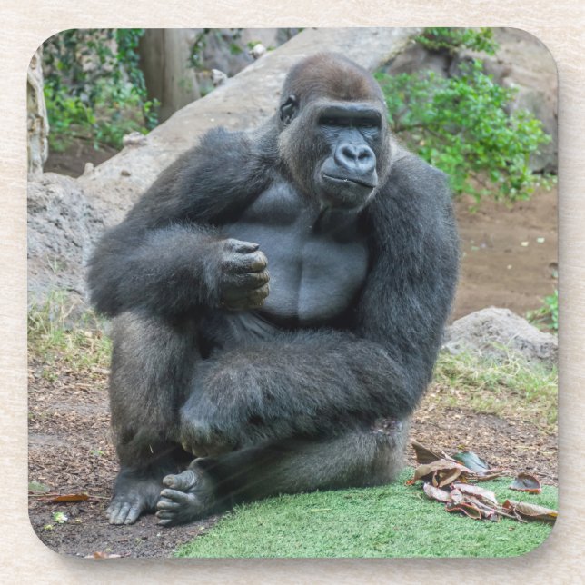 Gorille au zoo dessous de verre en plastique dur (Devant)