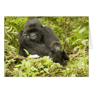 Gorille des montagnes, Gorilla beringei (anciennem