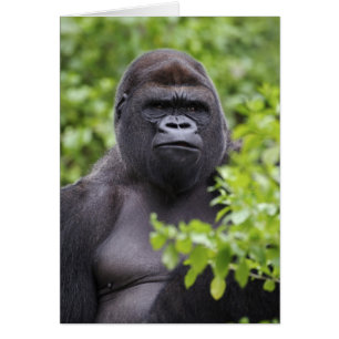 Gorille des plaines à dos argenté, Gorilla gorilla