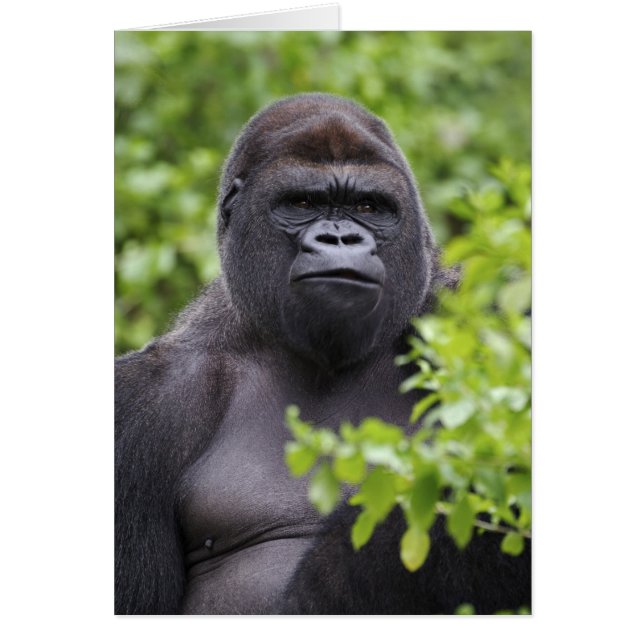 Gorille des plaines à dos argenté, Gorilla gorilla (Devant)