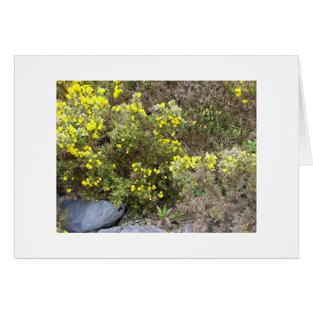 Gorse et rochers (Devant horizontal)