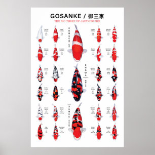 Gosanke Japanese Koi Fish Varieties Identification Poster