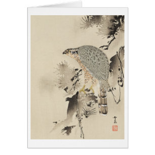 Goshawk asiatique - 1890